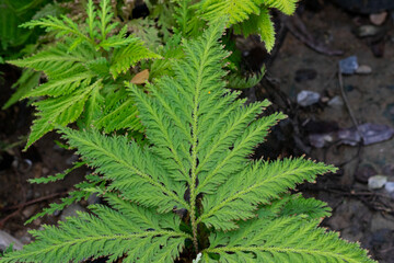 green leaves in the garden