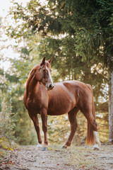 Healthy beautiful chestnut welsh horse pony in autumn season outside on pasture.