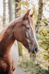 Healthy beautiful chestnut welsh horse pony in autumn season outside on pasture.