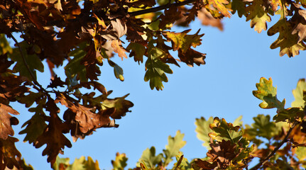 Autumn leaves against blue sky