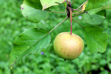 Growing apple on a tree