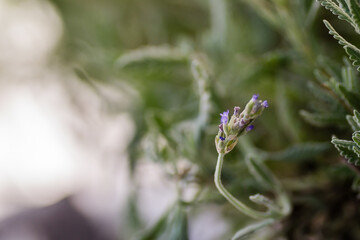 Purple flowers of the lavender plant 