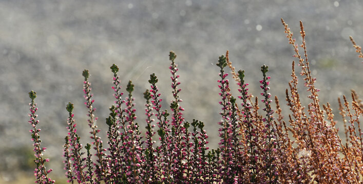    Heather  in the morning bauty background