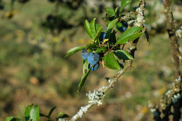Schlehen / Früchte des Schlehdorn an dem Ast eines Busches (lat.: Prunus spinosa) in einer...