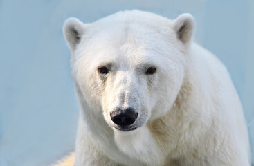 Obraz na płótnie Canvas white polar bear