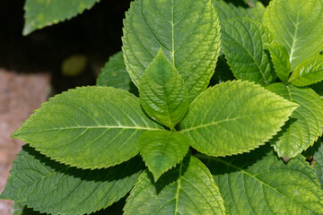 green leaves in the garden