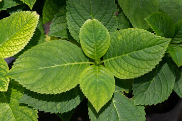 green leaves in the garden