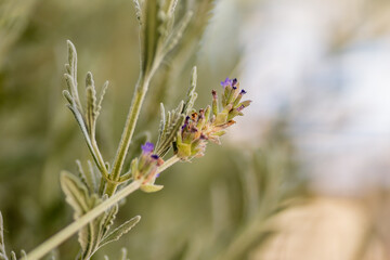 Purple flowers of the lavender plant 