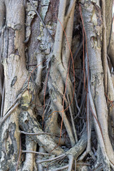 detail of  interweaving air roots from a large tree