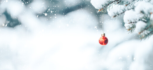 Red ball hangs on a branch of a Christmas tree. Photo for greeting cards. Christmas mood. White snow lies on the branches of a Christmas tree. Long banner.