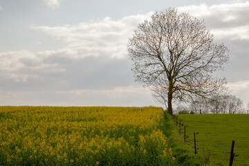 Tree portrait