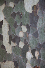 texture © Phozen.be