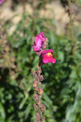 Snapdragon flowers