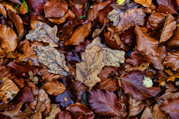 Herbstlaub mit Wassertropfen