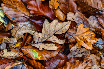 Herbstlaub mit Wassertropfen