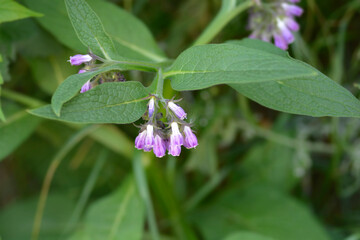 Common comfrey