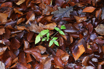 Leaves on the ground color brown in the forest