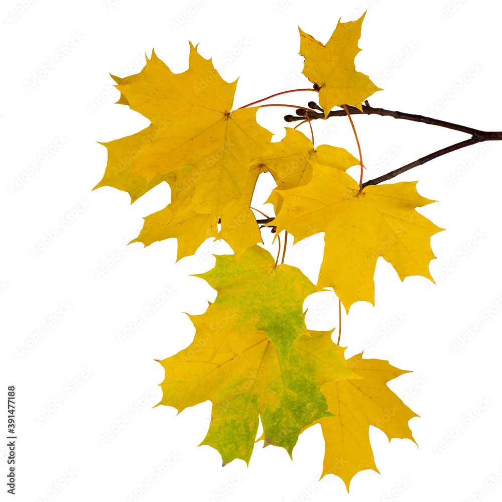 Wall mural autumn branch with yellow maple leaves isolated on a white background.