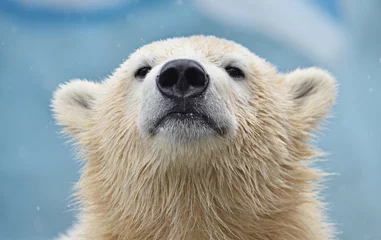 Fotobehang polar bear cub © elizalebedewa
