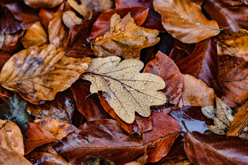 Herbstlaub mit Wassertropfen