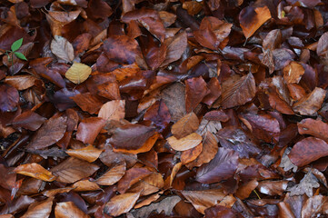 Leaves on the ground color brown in the forest