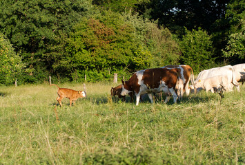 Fototapeta na wymiar Cows and Calfs. Group of cows with his young calf staying on a meadow with bushes and trees