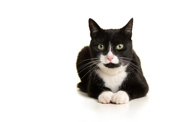 Pretty black and white cat lying down looking at the camera isolated on a white background