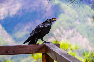 schwarzer Vogel mit Stück Brot im Schnabel