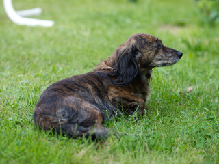 Female dog, dachshund is relaxing on a meadow and looks around