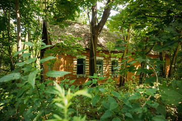 Belarus. Abandoned House Overgrown With Trees And Vegetation In Chernobyl Resettlement Zone. Chornobyl Catastrophe Disasters. Dilapidated House In Belarusian Village. Whole Villages Must Be Disposed