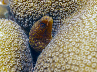 Gymnothorax miliaris, goldentail moray,