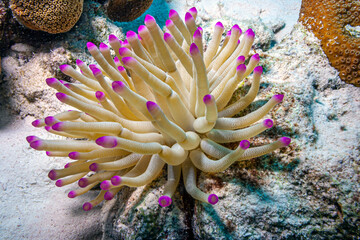 Sea anemones atlantic © John Anderson