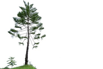 A pine tree trunk with leaves branches on white isolated background for green foliage backdrop and copy space 
