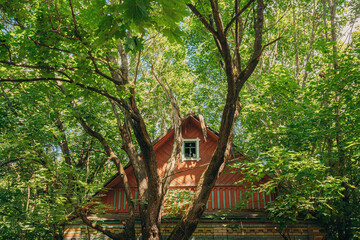 Belarus. Abandoned House Overgrown With Trees And Vegetation In Chernobyl Resettlement Zone. Chornobyl Catastrophe Disasters. Dilapidated House In Belarusian Village. Whole Villages Must Be Disposed