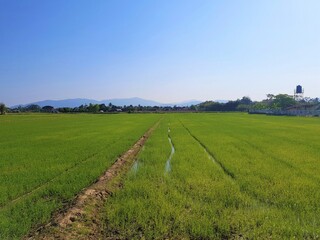 Dramatic blue sky with green fields in the countryside
