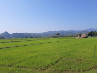 Fototapeta na wymiar Dramatic blue sky with green fields in the countryside 