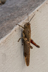 Locust on cement wall