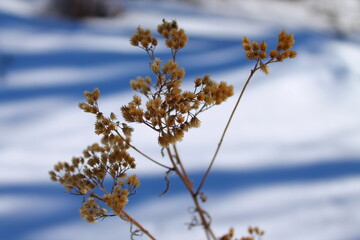 Spring silence