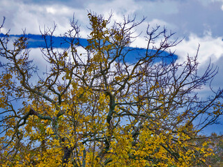 Un coin de ciel bleu