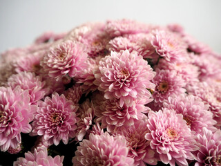 lots of pink chrysanthemum buds in a bouquet on a white background . pink autumn flowers