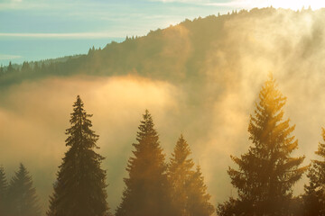 trees in the valley of mountainous natural park. foggy morning in autumn season. beautiful rolling...