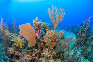 Caribbean coral garden