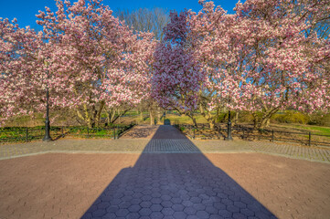 Central Park in spring magnolia
