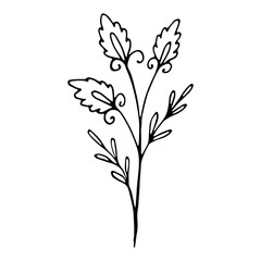 Hand drawn plant