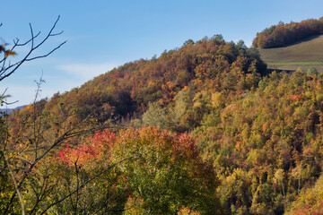 multicolored tree foliage in autumn landscape on the hills