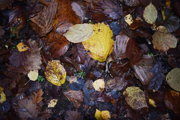Leaves on the ground color brown in the forest