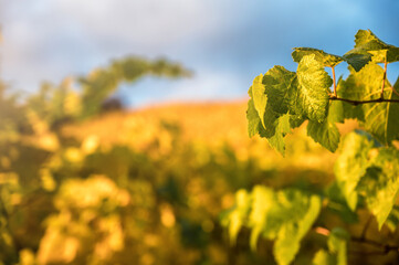 Herbstlich gefärbter Weinberg mit dataillierter Aufnahme eines einzelnen Blattes einer Weinrebe im...