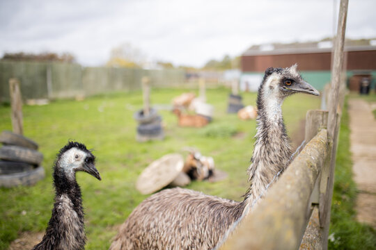 Lateral view of emus behind a wooden fence at a farmyard