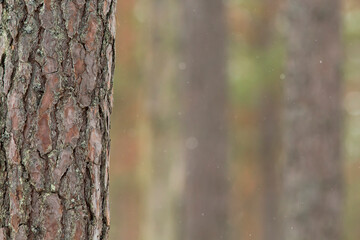 Closeup of a pine trunk in pine forest