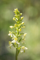 Obraz premium Beautiful greater butterfly-orchid (Platanthera chlorantha) blooming in Estonian nature in early summer